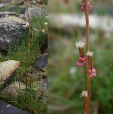 Attēlu rezultāti vaicājumam “Juncaginaceae”