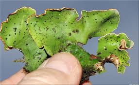 Attēlu rezultāti vaicājumam “Peltigera aphthosa”