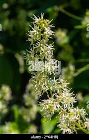 Attēlu rezultāti vaicājumam “Echinocystis lobata flower”