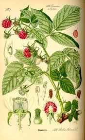 Attēlu rezultāti vaicājumam “Rubus idaeus”