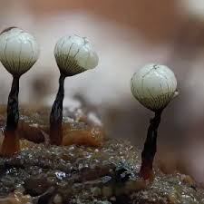 Attēlu rezultāti vaicājumam “Comatricha nigra spores”