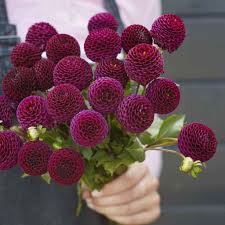 Image result for Dahlia x pinnata `Pompon Lilliput`