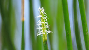 Attēlu rezultāti vaicājumam “Eleocharis palustris flower”