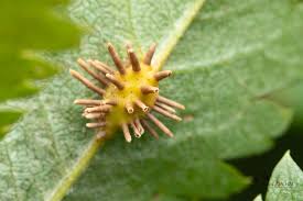 Attēlu rezultāti vaicājumam “Gymnosporangium cornutum”