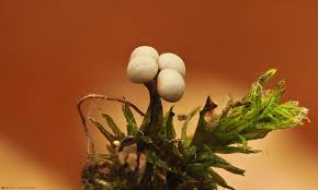 Attēlu rezultāti vaicājumam “Didymium clavus spores”