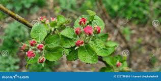 Attēlu rezultāti vaicājumam “Rubus plicatus”