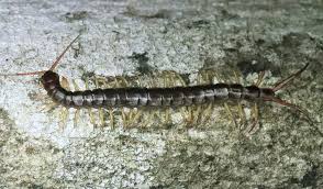 Attēlu rezultāti vaicājumam “Chilopoda”