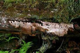 Attēlu rezultāti vaicājumam “Cystostereum murrayi”