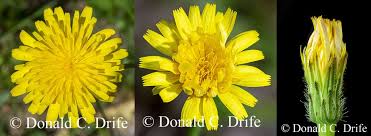 Attēlu rezultāti vaicājumam “Hypochaeris radicata”