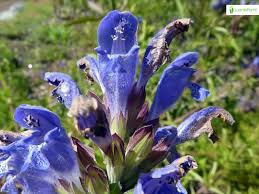 Attēlu rezultāti vaicājumam “Dracocephalum ruyschiana leaf”