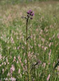 Attēlu rezultāti vaicājumam “Cirsium palustre fruit”