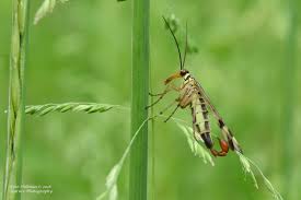 Attēlu rezultāti vaicājumam “Panorpa communis imago”