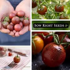 Afbeeldingsresultaat voor black cherry tomato