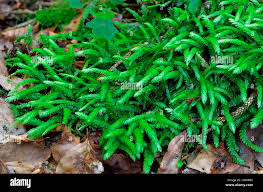 Attēlu rezultāti vaicājumam “Plagiothecium undulatum”