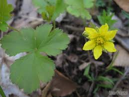 Attēlu rezultāti vaicājumam “Waldsteinia geoides flower”