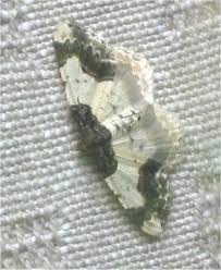 Attēlu rezultāti vaicājumam “Ligdia adustata”