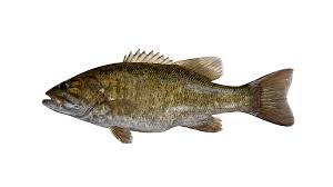 Image result for Micropterus