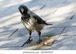 Attēlu rezultāti vaicājumam “Corvus cornix”