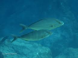 Image result for Seriola rivoliana