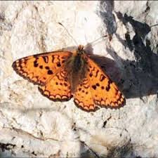 Attēlu rezultāti vaicājumam “Coscinia cribraria imago”