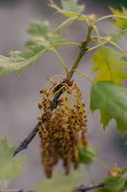 Attēlu rezultāti vaicājumam “Quercus robur female flower”