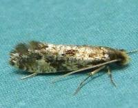 Attēlu rezultāti vaicājumam “Nemapogon cloacella”