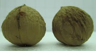 Attēlu rezultāti vaicājumam “Juglans x sinensis”