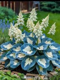 Attēlu rezultāti vaicājumam “Hosta sp. flower”