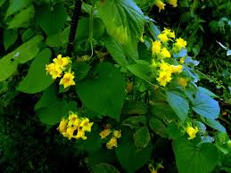 Attēlu rezultāti vaicājumam “Thladiantha dubia”