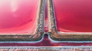 Image result for parque natural de camargue