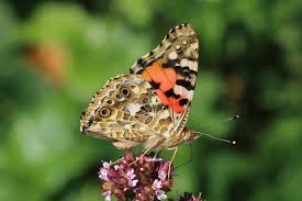 Attēlu rezultāti vaicājumam “Vanessa cardui underside”