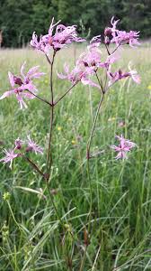 Attēlu rezultāti vaicājumam “Lychnis flos-cuculi fruit”