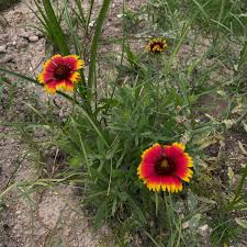 Image result for Gaillardia pulchella