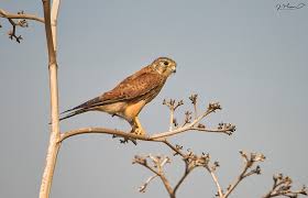 Attēlu rezultāti vaicājumam “Falco tinnunculus adult”