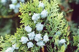 Attēlu rezultāti vaicājumam “Thuja occidentalis flower”
