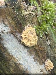 Attēlu rezultāti vaicājumam “Heterotrichia obvelata (syn. Arcyria obvelata)”