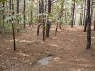 Deer lease in Southeast Texas Survival Forum SHTF Survivalist Blog