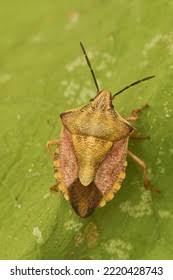 Attēlu rezultāti vaicājumam “Carpocoris sp.”