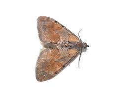 Attēlu rezultāti vaicājumam “Pennithera firmata”