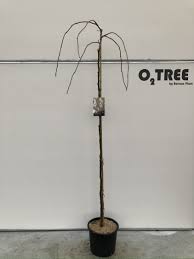 Attēlu rezultāti vaicājumam “Laburnum alpinum fruit”