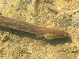 Image result for Anguilla rostrata