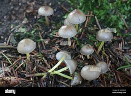 Attēlu rezultāti vaicājumam “Mycena viscosa”