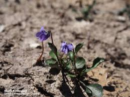 Attēlu rezultāti vaicājumam “Viola rupestris bud”