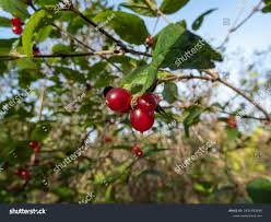 Attēlu rezultāti vaicājumam “Lonicera ferdinandii”