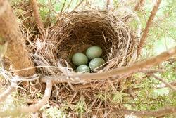 Attēlu rezultāti vaicājumam “Turdus merula eggs”