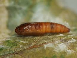 Attēlu rezultāti vaicājumam “Ancylis apicella”