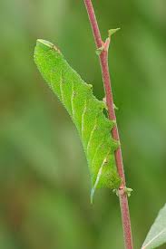 Attēlu rezultāti vaicājumam “Laothoe populi larva”