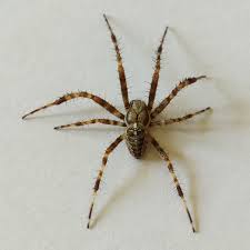 Attēlu rezultāti vaicājumam “Araneus diadematus”