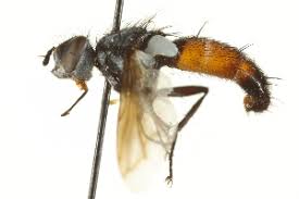 Attēlu rezultāti vaicājumam “Cylindromyia sp.”