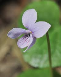 Attēlu rezultāti vaicājumam “Viola epipsila flower”
